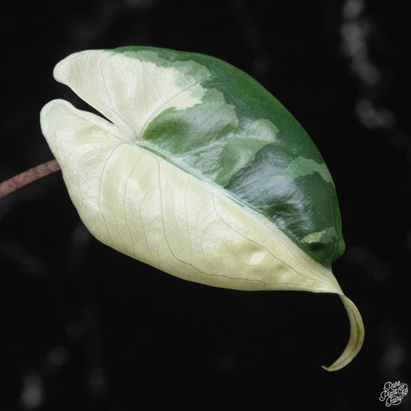 Alocasia macrorrhiza 'Stingray' albo variegated (wk2-A)