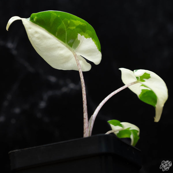 Alocasia macrorrhiza 'Stingray' albo variegated (wk2-A)