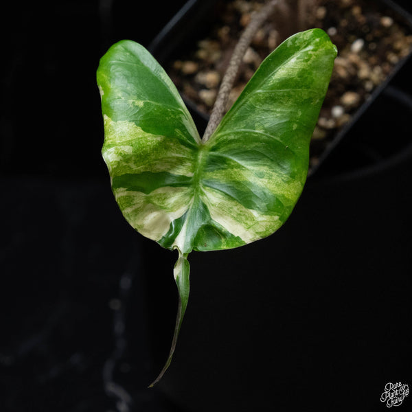 Alocasia macrorrhiza 'Stingray' albo variegated (wk3-A)