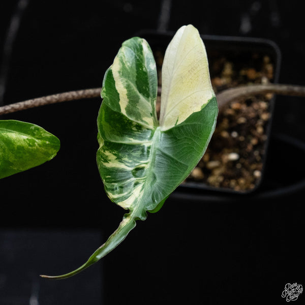 Alocasia macrorrhiza 'Stingray' albo variegated (wk3-A)