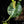 Load image into Gallery viewer, Alocasia macrorrhiza &#39;Stingray&#39; variegated (A50)
