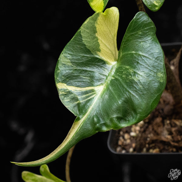 Alocasia macrorrhiza 'Stingray' variegated (A50)