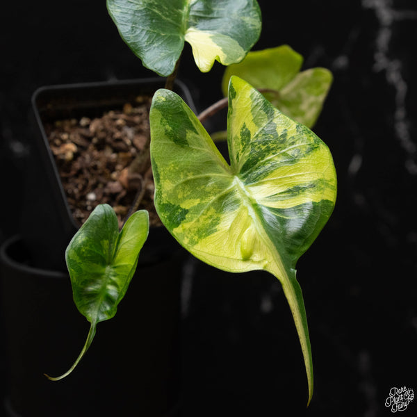 Alocasia macrorrhiza 'Stingray' variegated (A50)