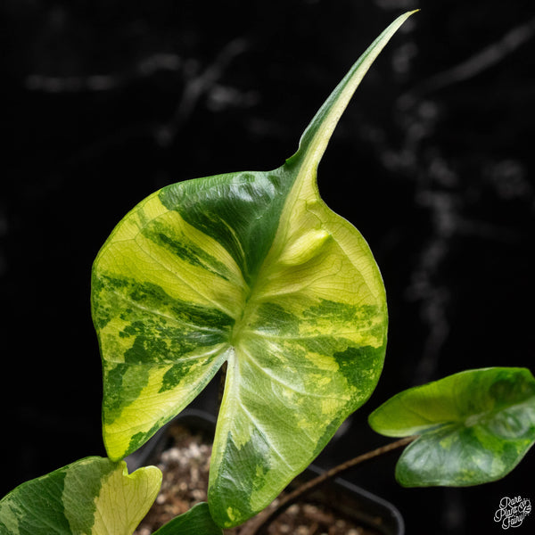 Alocasia macrorrhiza 'Stingray' variegated (A50)