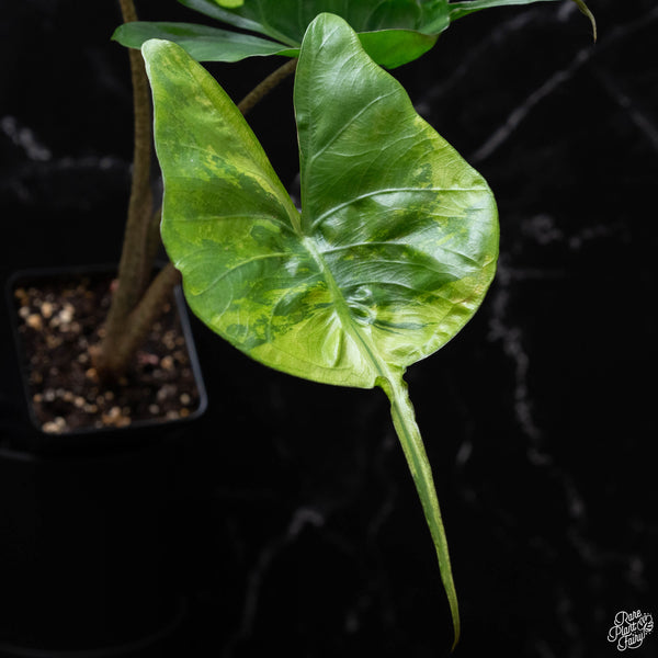 Alocasia macrorrhiza 'Stingray' aurea variegated (B52)