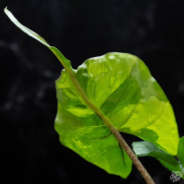 Alocasia macrorrhiza 'Stingray' aurea variegated (B52)