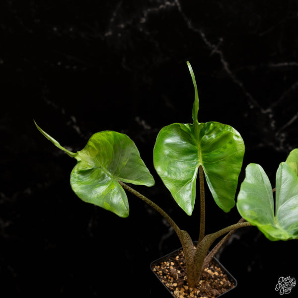 Alocasia macrorrhiza 'Stingray' variegated (A48)