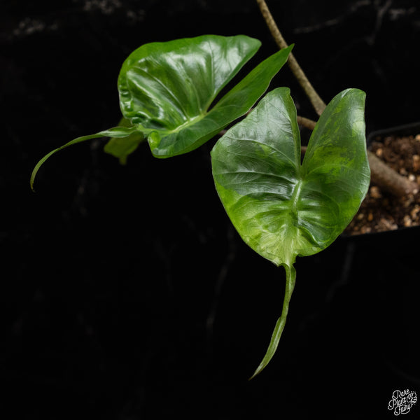 Alocasia macrorrhiza 'Stingray' variegated (A48)