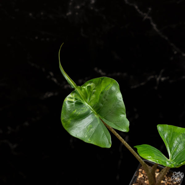 Alocasia macrorrhiza 'Stingray' variegated (A48)