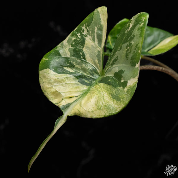 Alocasia macrorrhiza 'Stingray' albo/aurea variegated (B49)