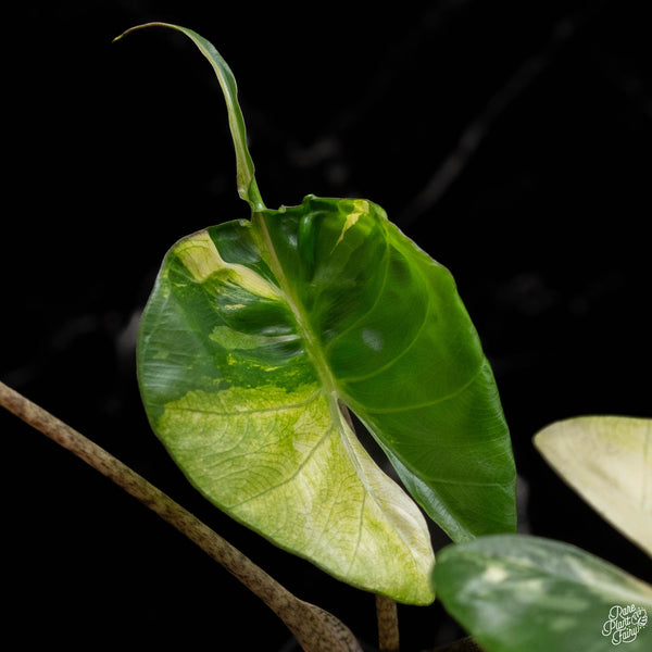 Alocasia macrorrhiza 'Stingray' albo/aurea variegated (B49)