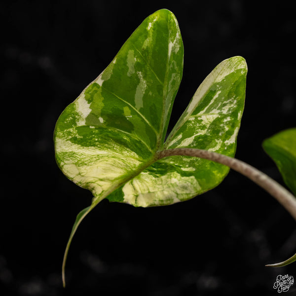 Alocasia macrorrhiza 'Stingray' albo/aurea variegated (B49)