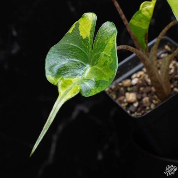 Alocasia macrorrhiza 'Stingray' variegated (B51)