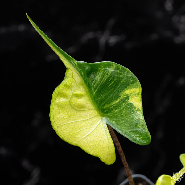 Alocasia macrorrhiza 'Stingray' variegated (B51)