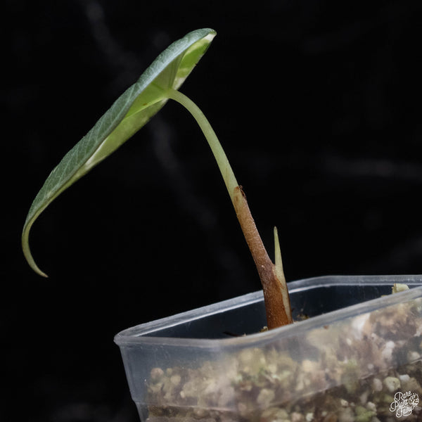 Alocasia maharani albo variegated (A52)