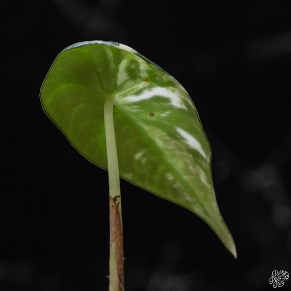 Alocasia maharani albo variegated (A52)