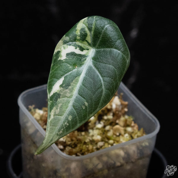 Alocasia maharani albo variegated (A52)