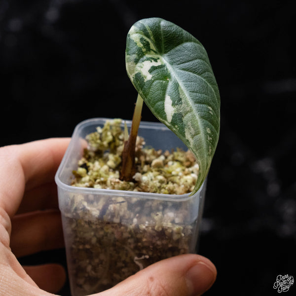 Alocasia maharani albo variegated (A52)