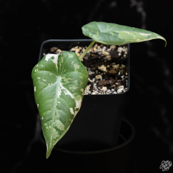 Alocasia maharani albo variegated (1A)