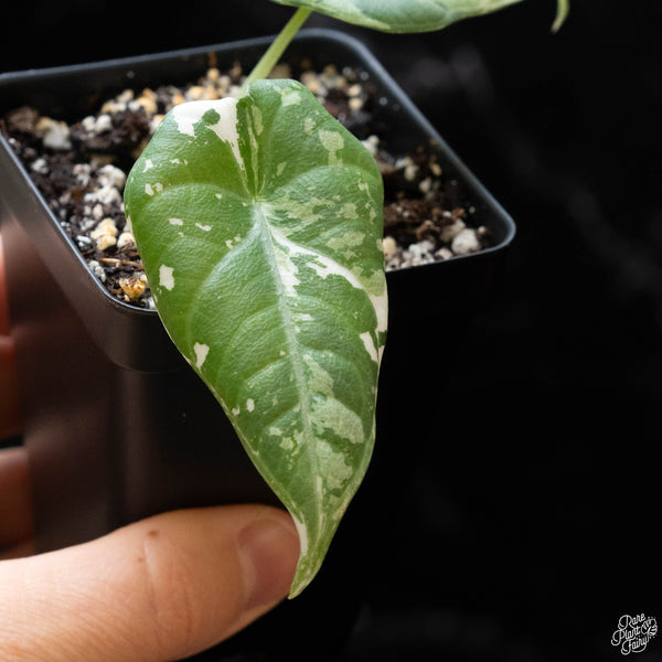 Alocasia maharani albo variegated (1A)