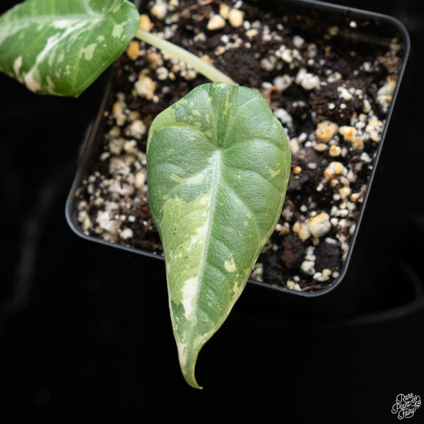 Alocasia maharani albo variegated (1A)