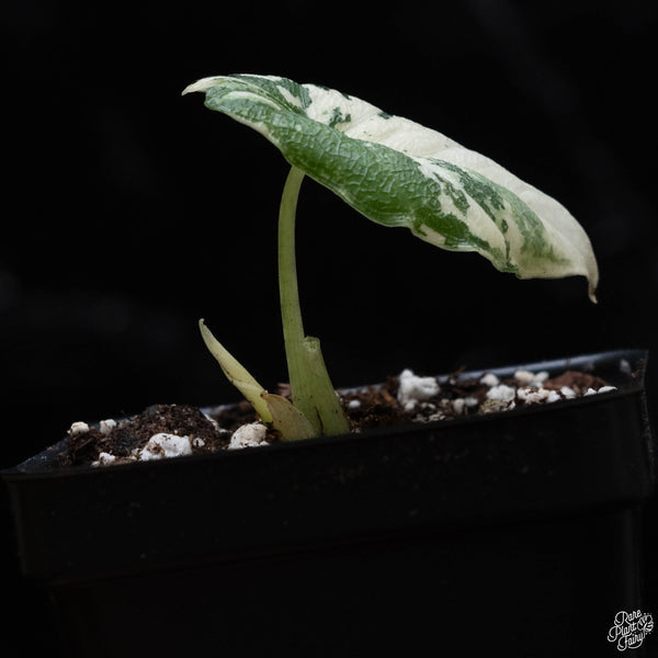 Alocasia melo albo variegated (A51)