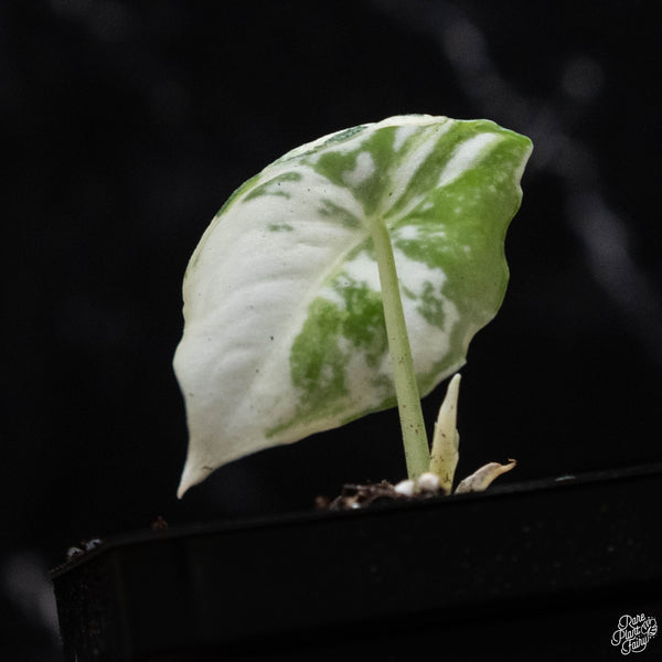 Alocasia melo albo variegated (A51)