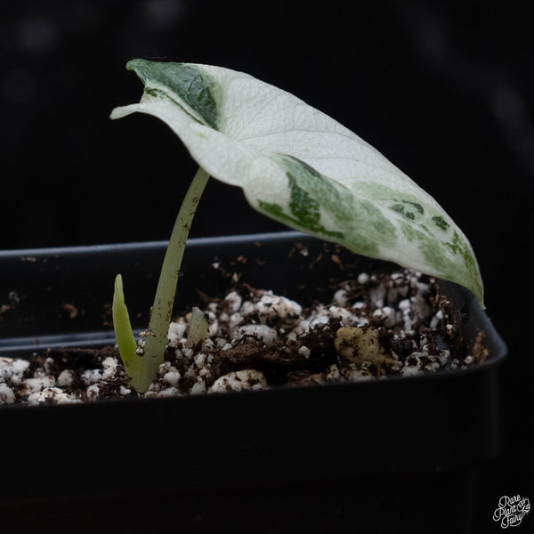 Alocasia melo albo variegated (B51)