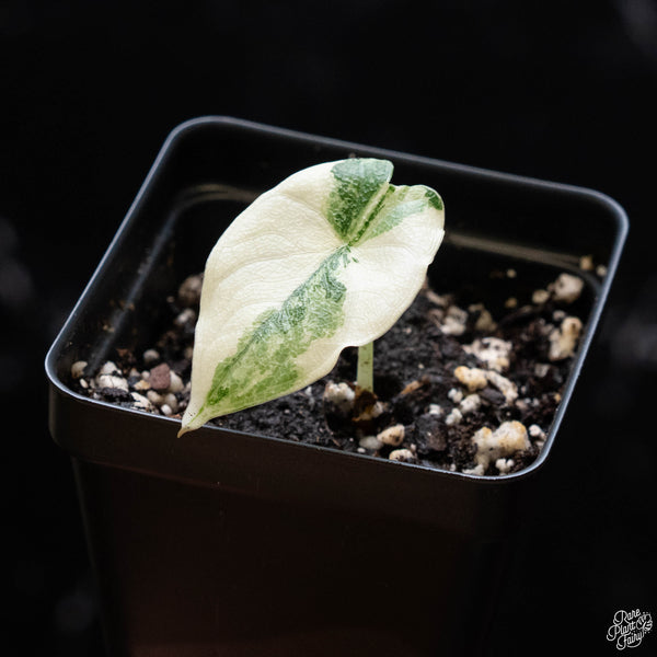 Alocasia melo albo variegated (A52)