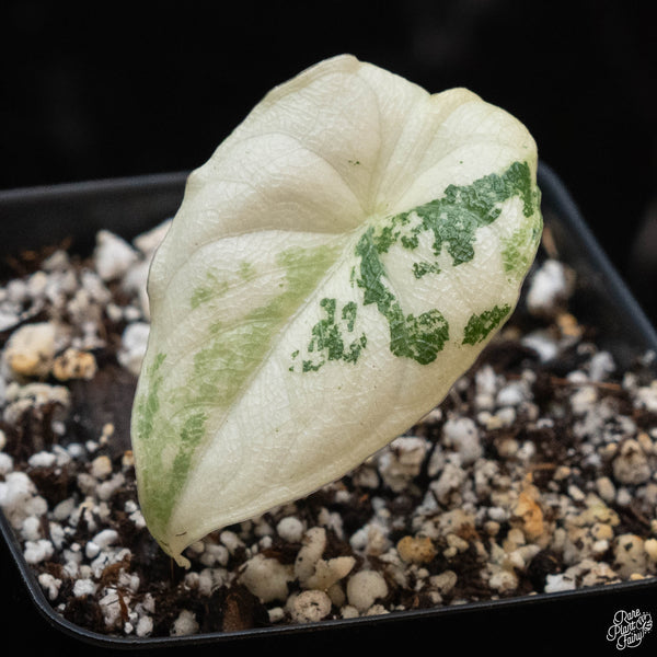 Alocasia melo albo variegated (1A)