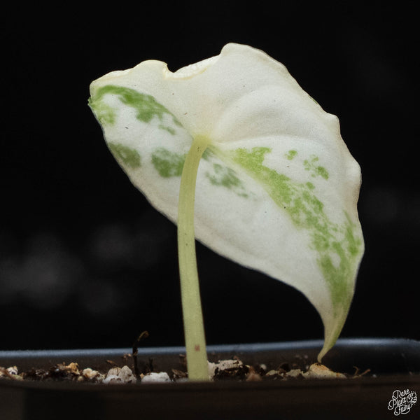 Alocasia melo albo variegated (1A)