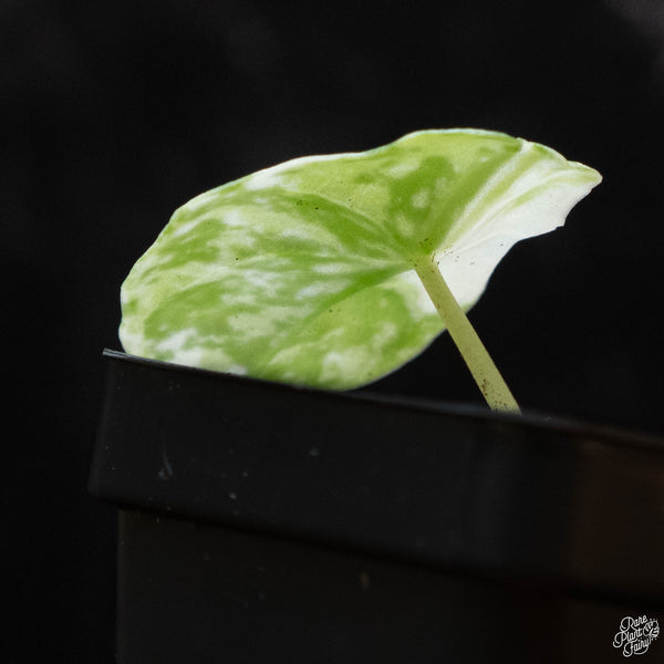 Alocasia melo albo variegated (1B)