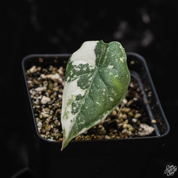 Alocasia melo albo variegated (wk4-A)