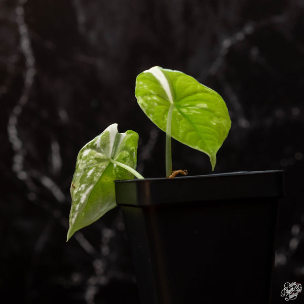 Alocasia melo albo variegated (A46)