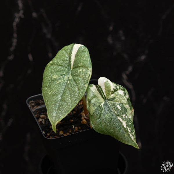 Alocasia melo albo variegated (A46)