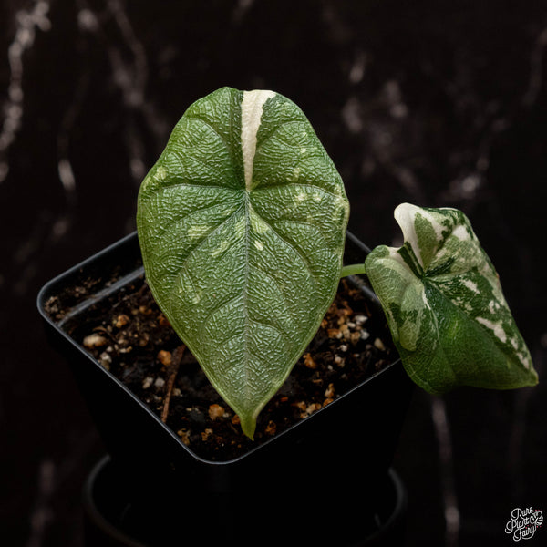 Alocasia melo albo variegated (A46)