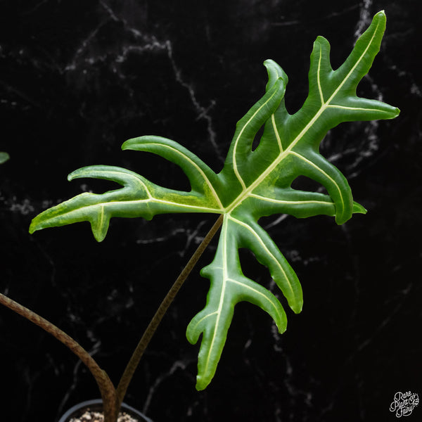 Alocasia portei aurea variegated (1A)