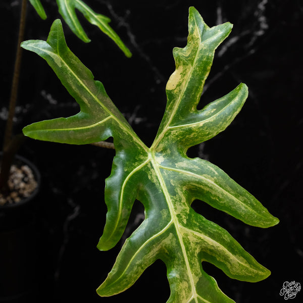 Alocasia portei aurea variegated (1A)