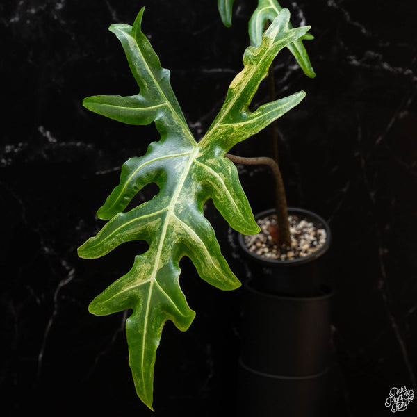 Alocasia portei aurea variegated (1A)