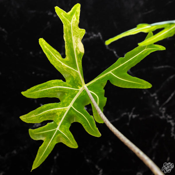 Alocasia portei aurea variegated (1A)