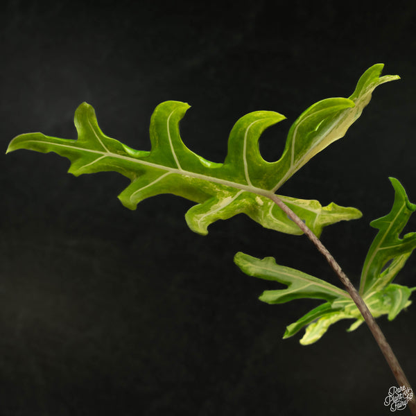 Alocasia portei aurea variegated (wk4-A) *Corming Size*