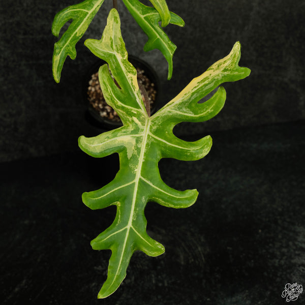 Alocasia portei aurea variegated (wk4-A) *Corming Size*