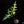 Load image into Gallery viewer, Alocasia portei aurea variegated (A51)
