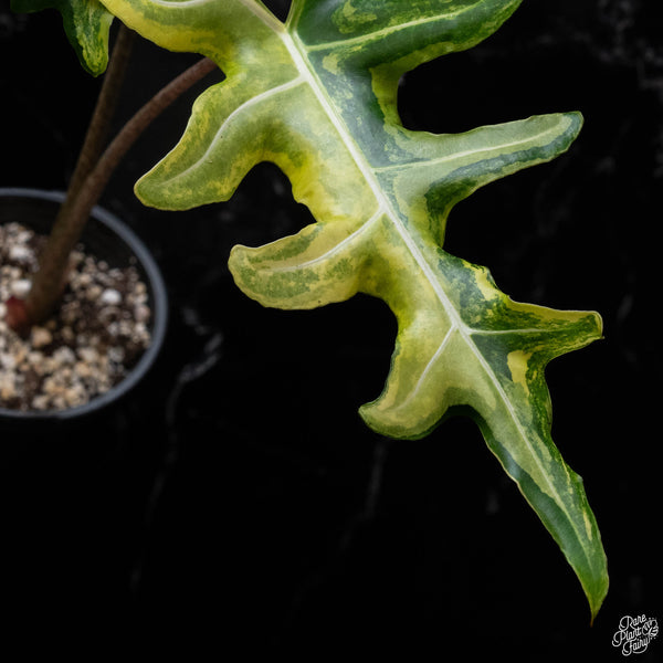 Alocasia portei aurea variegated (A51)