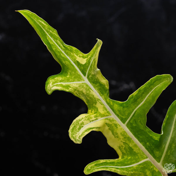 Alocasia portei aurea variegated (A51)