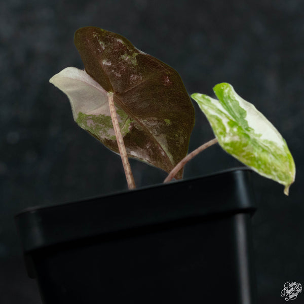 Alocasia 'sanderiana' pink variegated (aka. pseudosanderiana) (wk3-D)