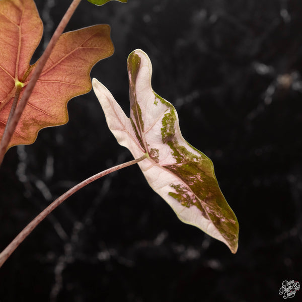 Alocasia 'sanderiana' pink variegated (aka. pseudosanderiana) (D46)