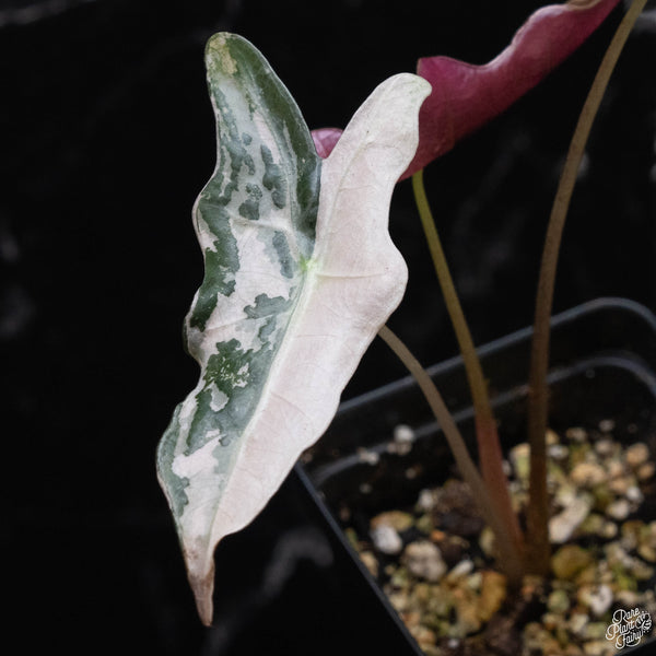 Alocasia sanderiana 'Nobilis' pink variegated (A51)