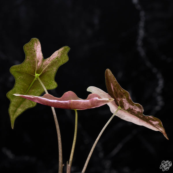 Alocasia sanderiana 'Nobilis' pink variegated (A51)