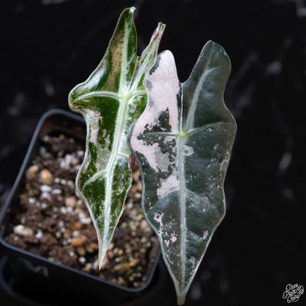 Alocasia sanderiana 'Nobilis' pink variegated (wk3-A)